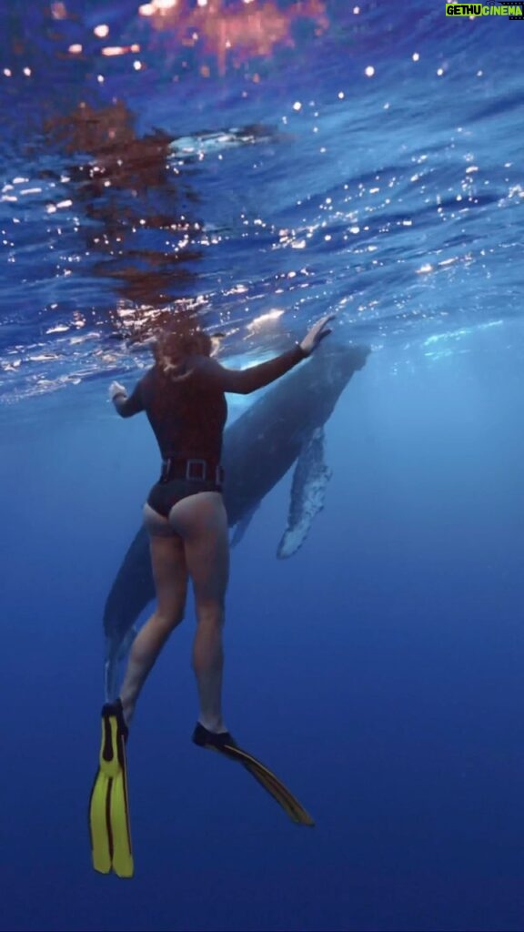 Kinsey Wolanski Instagram - Diving with humpback whales 🐋😳 

The male humpback whale would stay about 40ft under the surface and sing for almost an hr to attract a female. You could hear the song through your entire body underwater and it was so surreal. The baby humpbacks are so curious and friendly, we caught this beautiful shot of the baby breaching 🐋 

Thank you to the best dive experts for making this possible @mooreamoanatours @pierrick_moana @zimydakid @danny_mako