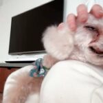 Nozomi Sasaki Instagram - お婆ちゃんになって、
どんどん赤ちゃんみたいになってきて、それはそれで、とっても可愛い🐕🤎
目はほとんど見えてないけど、食い意地は凄くて、食べ物は絶対探し当てるよ🤣
#愛犬