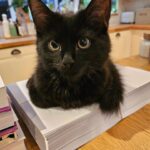 Fearne Cotton Instagram - Frank sat on the first printed proof of my debut fiction Scripted. Once he's found a new nap spot, I will be reading through the manuscript for the last time in what's been an intense two year period of writing and editing. 
It's out this June (if Frank ever moves and I get to do this final edit) and I hope you enjoy reading this weird and wonderful story. 📚💗🌻