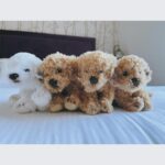 Kōki Instagram - 愛情いっぱいのチームに支えられています☺️💗

3枚目の写真は
スタッフが早朝の支度部屋で、「プレゼントがあるから目を閉じて！」と、朝会った時に言われ、そしてオッケーで目を開いたら、そこにはとっても可愛い子達がいました。
「お家のわんちゃん達に会えなくて寂しいでしょ！この子達で寂しさが紛れるかな？」と、プレゼントしてくれたぬいぐるみです🥹
優しさにうるうるしました☺️