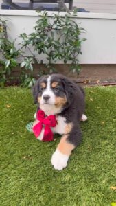 Kyle Richards Instagram - Meet the new addition ❤️ I was sent a DM by a follower on IG who told me they had this puppy but for personal reasons could not keep her and asked if I could help find her a home. So I agreed and knew I could find a home for this beautiful baby. I purposely didn’t name  her so I didn’t get attached while I was looking for the right home for her. Well, I found one… ❤️ I have always wanted a Bernese Mountain dog and it felt like she was meant to be ours 🙏  We have not been able to agree on a name so would love suggestions! #fosterfail #adoptdontshop #oopsididitagain 🐶 ❤️