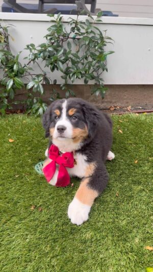 Kyle Richards Instagram - Meet the new addition ❤️ I was sent a DM by a follower on IG who told me they had this puppy but for personal reasons could not keep her and asked if I could help find her a home. So I agreed and knew I could find a home for this beautiful baby. I purposely didn’t name  her so I didn’t get attached while I was looking for the right home for her. Well, I found one… ❤️ I have always wanted a Bernese Mountain dog and it felt like she was meant to be ours 🙏  We have not been able to agree on a name so would love suggestions! #fosterfail #adoptdontshop #oopsididitagain 🐶 ❤️