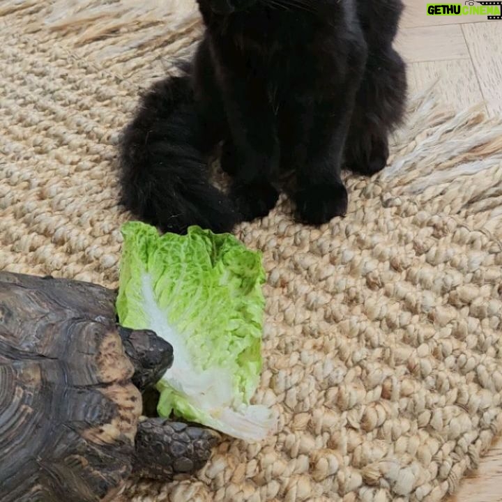 Fearne Cotton Instagram - Pet update. 🐾
After we adopted baby Frank many of you reached out to ask me about integrating a new cat when you've already got one. Simon was initially a bit pissed off but now they sleep next to each other and play fight all day. They're really cute little pals. 
George the 55 year old tortoise we adopted last summer just came out of hibernation so has been thawing out in the house and getting his appetite back. 🐢
We are way out numbered by kids and animals here and I'm usually the last to eat out of all of them, but I wouldn't change it for the world. I would have 100 cats if I could. If you are looking to adopt a cat or dog I would urge you to visit the @themayhew 🐈 🐕
Three of my rescue cats have come from there and they have so many pets looking for a home at the moment. 
❤️