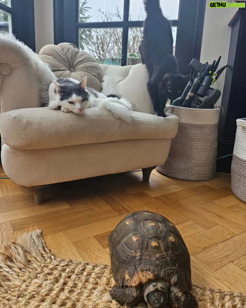 Fearne Cotton Instagram - Pet update. 🐾
After we adopted baby Frank many of you reached out to ask me about integrating a new cat when you've already got one. Simon was initially a bit pissed off but now they sleep next to each other and play fight all day. They're really cute little pals. 
George the 55 year old tortoise we adopted last summer just came out of hibernation so has been thawing out in the house and getting his appetite back. 🐢
We are way out numbered by kids and animals here and I'm usually the last to eat out of all of them, but I wouldn't change it for the world. I would have 100 cats if I could. If you are looking to adopt a cat or dog I would urge you to visit the @themayhew 🐈 🐕
Three of my rescue cats have come from there and they have so many pets looking for a home at the moment. 
❤️