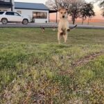 Ree Drummond Instagram - “Wanna go for a walk?!?”