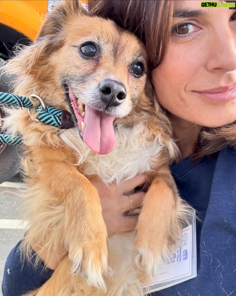 Elisabetta Canalis Instagram - Hey , did you know that at the shelters there are beautiful and healthy dogs ready for adoption?
Meet Darla , little Boston Terrier . She’s very sweet and loving ❤️
Meet Isabelle little chiuaua mix who loves sitting on your lap and being cuddled .
Meet Charlie , a blonde and furry mix who loves walking at leash and exploring the surrounding, he also has a  fun and playful personality ! 
The last beautiful lady is Bonnie a young and sweet  Doberman who is looking for her forever home! 
They are just few of the  guests at West Los Angeles Animal Shelter located in 11361 West Pico Blvd.
• Los Angeles, CA 90064
Link in bio