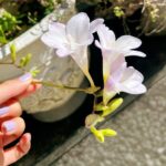 Kōki Instagram – 春らしい天気ですね💗☺️

マミーが植えたフリージアが満開です💕