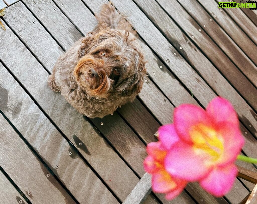 Kōki Instagram - 春らしい天気ですね💗☺️

マミーが植えたフリージアが満開です💕