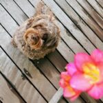 Kōki Instagram - 春らしい天気ですね💗☺️

マミーが植えたフリージアが満開です💕