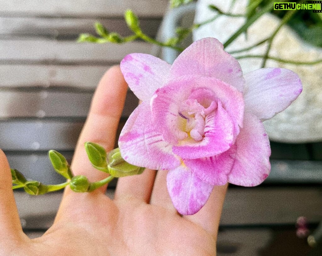 Kōki Instagram - 春らしい天気ですね💗☺️

マミーが植えたフリージアが満開です💕