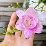 Kōki Instagram - 春らしい天気ですね💗☺️

マミーが植えたフリージアが満開です💕