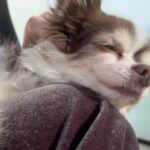 Nozomi Sasaki Instagram - .
16歳のBaby🐶🤍
とろとろの顔が可愛すぎる。
#愛犬