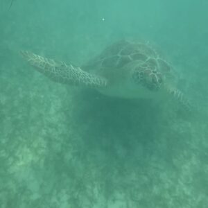 Fabiola Guajardo Instagram - Turtle Day 🐢🪸