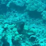Sarah Michelle Gellar Instagram - Vacation dump 2 - underwater edition (bonus points for finding Flotsam or was it Jetsam ?!? )