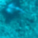 Sarah Michelle Gellar Instagram - Vacation dump 2 - underwater edition (bonus points for finding Flotsam or was it Jetsam ?!? )