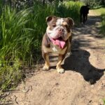 Praya Lundberg Instagram - It’s #nationalpetday and I love my boys so much. I’ve been so blessed have them in my life. Rescues are the best! We don’t deserve dogs 🥹🫂 if you can ADOPT/FOSTER or DONATE today and every little bit goes a long way to rescues and shelters 🥹❤️🫂