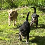 Praya Lundberg Instagram - It’s #nationalpetday and I love my boys so much. I’ve been so blessed have them in my life. Rescues are the best! We don’t deserve dogs 🥹🫂 if you can ADOPT/FOSTER or DONATE today and every little bit goes a long way to rescues and shelters 🥹❤️🫂