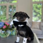 Praya Lundberg Instagram - It’s #nationalpetday and I love my boys so much. I’ve been so blessed have them in my life. Rescues are the best! We don’t deserve dogs 🥹🫂 if you can ADOPT/FOSTER or DONATE today and every little bit goes a long way to rescues and shelters 🥹❤️🫂