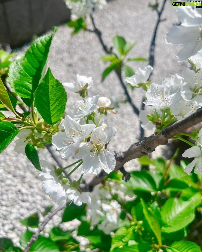 Kōki Instagram - 今日も気持ちが良い天気になりましたね☺️💓
木々や花々の新芽がとても可愛いですね 🌱

T shirt merci beaucoup @louisvuitton