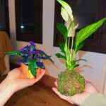 Clara Galle Instagram - Un soliloquio es una reflexión interior o en voz alta y a solas. Sí que estoy sola y loca cuando me hablo a mí misma por las mañanas y el cielo viste aún una franja rosa. La planta mira triste y mustia cómo primero echo agua a la cafetera. ¿Cuántas frases tendré aferradas en el estómago porque las mariposas no las quieren soltar? 
Viajo en tren porque ahí pienso más. Tomar el tren es como colocar el marca páginas al tiempo, cerrar la tapa y dejar descansar la vida ahí, hasta llegar a mi estación y retomar el libro.
¿Qué pasaría si en los ríos hubiera olas? A veces me gustaría convertir las frases estridentes que hacen algunas personas en el sonido del agua entre las rocas. 
Mi espejo es un lago y ahí es donde veo mis peces y mis algas. 
¿Las rocas se ponen de acuerdo para formar huecos perfectos por donde vislumbrar el cielo? 
“Ojalá poder fijar cada momento con un esfuerzo supremo. “
- C✨