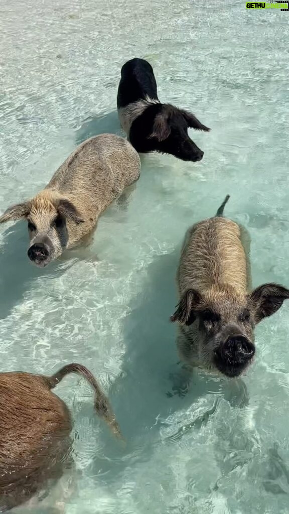 Tabitha Brown Instagram - Still not over the swimming pigs at pig beach!! It really was special to witness and they were huge! 🐷 They love visitors with apples and seem to really enjoy relaxing and swimming ❤️. #bahamas #tabithabrown #spreadlove #livelife #pigbeach