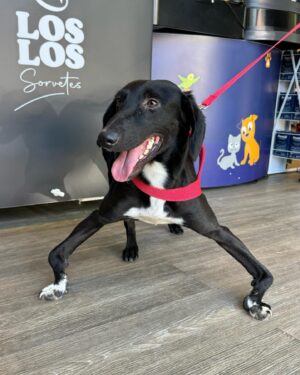 Aline Mineiro Instagram - ARRASTA PRO LADO ➡️
SEJA BEM-VINDO NINO 🥹❤️

Um neném muito especial que agora faz parte da nossa família! 
Nino é portador da síndrome do cão nadador e é o mais novo integrante, agora ele é um mineirinho 😅

Nós vamos fazer de tudo para dar a melhor qualidade de vida possível pra ele, buscando tratamentos adequados e dose extra de amor 🥰 
Quem sabe em breve o nino estará disponível para uma adoção responsável mais que especial 🥹

Obrigada @pegpetbrasil vocês são incríveis… sempre nos recebendo com todo carinho, amor e muita dedicação. 

Obrigada @jehh_araujo essa veterinária maravilhosa que nos atendeu 🙏🏼