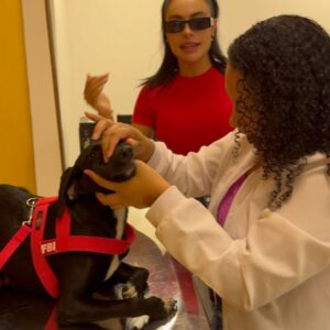 Aline Mineiro Instagram - ARRASTA PRO LADO ➡️
SEJA BEM-VINDO NINO 🥹❤️

Um neném muito especial que agora faz parte da nossa família! 
Nino é portador da síndrome do cão nadador e é o mais novo integrante, agora ele é um mineirinho 😅

Nós vamos fazer de tudo para dar a melhor qualidade de vida possível pra ele, buscando tratamentos adequados e dose extra de amor 🥰 
Quem sabe em breve o nino estará disponível para uma adoção responsável mais que especial 🥹

Obrigada @pegpetbrasil vocês são incríveis… sempre nos recebendo com todo carinho, amor e muita dedicação. 

Obrigada @jehh_araujo essa veterinária maravilhosa que nos atendeu 🙏🏼