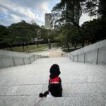 Meganne Young Instagram - 2024 has been 🫶 #BonezSobaChia

From quick trips to long afternoons in the park. There’s been a lot to be happy about 😍🎉 On another note, the love I have for the dogs has caught me by surprise. Sooo intense and still growing🥺😍 #DoubleIncomeLittleDogOwnersFTW #DecidedNotToPutDownTheAcronym 😂