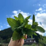 Asami Mizukawa Instagram - 春まっしぐら☘️🌿🌱🍃🌵🌳🌼
