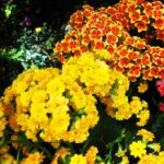 Kasumi Arimura Instagram - 今日も良い日に🌼☀️🌼