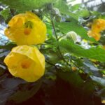 Kasumi Arimura Instagram - ☺️🌼