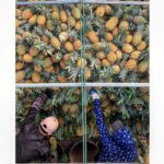Burcu Biricik Instagram - Günün karesi 🍍 🍍 🍍