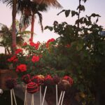 A.J. Cook Instagram - Cake pop garden.