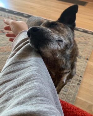 Abbi Jacobson Instagram - Desi, my guy. ❤️
My little teacher who showed up and taught me how to love unconditionally, to trust and earn trust. As someone who has often felt “tricky” to love (had been told I was tricky once by a therapist…,) I found my tricky counterpart in Desi. And I learned that “tricky” isn’t bad or hard, just different and specific. And then, that “tricky” is full of care and patience and sweetness. Desi was treated pretty badly before we met, he had a bb bullet in his side and thus had a ton of anxiety and fear around people, and so we had to figure out how to start again— and we did, together. I’m so lucky to have gotten to share my life with the gentlest, weirdest, hilarious, most handsome companion during some of the most difficult, significant and transformative years I’ll probably ever have. I will forever be grateful we found each other and for @muttscouts for finding Desi.

When a being dies, people say the sadness you feel is equivalent to the amount you loved them. And that feels true, a wave of loss for my little shadow who is no longer here. My best friend and confidant. My four time cross country backseat companion. My anxious wingman. 
My Desi-o. 

I write all this mostly to say I miss my boy and that “tricky” is my new prerequisite. Also dogs are just… well if you know you know.