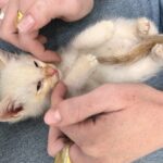 Abigail Cowen Instagram - Found these little guys in a shed the other night starving, full of flees, and without mom. Why I was in a shed you might ask? We will get to that another time. But all that matters is they are now fed, and after they made a little visit to the good ol’ vet-a-roo (They rode shotgun. I mean what kind of person would make them drive themselves there in that condition?) they are now flee free. Sooner or later I’ll be on my front porch, teary-eyed, waving to them as they make their big trek to law school. Once orphans, now… scholars. Happy belated Mother’s Day to me. (2 found homes and 3 are being adopted oh so soon… potentially by me lollll 🤍)