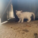 Abigail Cowen Instagram - Found these little guys in a shed the other night starving, full of flees, and without mom. Why I was in a shed you might ask? We will get to that another time. But all that matters is they are now fed, and after they made a little visit to the good ol’ vet-a-roo (They rode shotgun. I mean what kind of person would make them drive themselves there in that condition?) they are now flee free. Sooner or later I’ll be on my front porch, teary-eyed, waving to them as they make their big trek to law school. Once orphans, now… scholars. Happy belated Mother’s Day to me. (2 found homes and 3 are being adopted oh so soon… potentially by me lollll 🤍)
