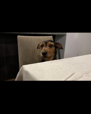 Adriana Louvier Instagram - No había podido escribir por aquí, el dolor tan grande que tenía y él no aceptar que mi perrito amado partió. Estas fotos son unas cuantas de millones de momentos que pasamos con él, juntos, siempre con tanto amor.Es un pequeño homenaje para nuestro Lec. Mi gran compañero, mi amigo, mi sombra en la casa, quien más me ha cuidado y demostrado un amor infinito. Quienes nos conocen saben lo mucho que lo amamos y lo que significa hoy ya no estar con él. Tuve tanto miedo de que este día llegara, ahora nos toca vivir sabiendo que está por todos lados a donde vamos, nos acompañará siempre. Hasta luego mi perrito guerrero, amor eterno. Tu familia que te ama. ❤️ 
Gracias amor por todo el esfuerzo y amor para todos en la casa y para Lec. @gutosalas 
Y muchas gracias @veterinaryoncology y @mvzlorenasamano por su gran dedicación y atención con Lec. 🙏🏽