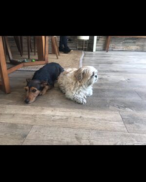 Adriana Louvier Instagram - No había podido escribir por aquí, el dolor tan grande que tenía y él no aceptar que mi perrito amado partió. Estas fotos son unas cuantas de millones de momentos que pasamos con él, juntos, siempre con tanto amor.Es un pequeño homenaje para nuestro Lec. Mi gran compañero, mi amigo, mi sombra en la casa, quien más me ha cuidado y demostrado un amor infinito. Quienes nos conocen saben lo mucho que lo amamos y lo que significa hoy ya no estar con él. Tuve tanto miedo de que este día llegara, ahora nos toca vivir sabiendo que está por todos lados a donde vamos, nos acompañará siempre. Hasta luego mi perrito guerrero, amor eterno. Tu familia que te ama. ❤️ 
Gracias amor por todo el esfuerzo y amor para todos en la casa y para Lec. @gutosalas 
Y muchas gracias @veterinaryoncology y @mvzlorenasamano por su gran dedicación y atención con Lec. 🙏🏽