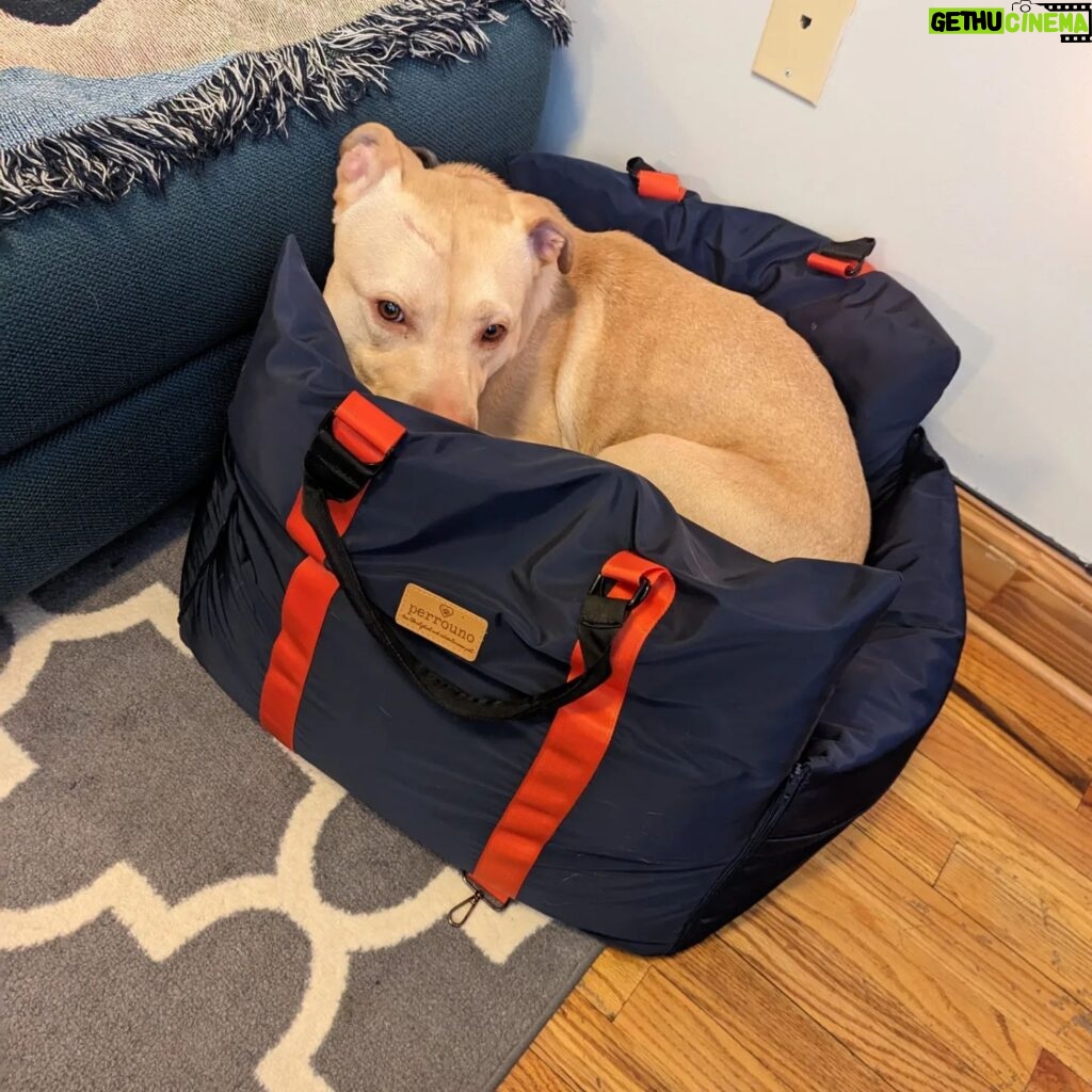 Adrienne C. Moore Instagram - Look who's loving their new travel bed from @perrouno.official. although it was meant for @mowgli.and.lola, big boy @loddy.doddy couldn't resist getting into it as well. HE LOVES IT! I guess we'll have to get him his own now! Can't wait to take this puppy out on the road. Thanks @perrouno.official