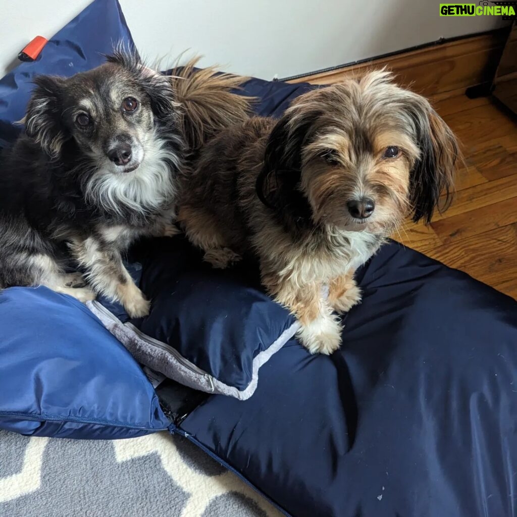 Adrienne C. Moore Instagram - Look who's loving their new travel bed from @perrouno.official. although it was meant for @mowgli.and.lola, big boy @loddy.doddy couldn't resist getting into it as well. HE LOVES IT! I guess we'll have to get him his own now! Can't wait to take this puppy out on the road. Thanks @perrouno.official