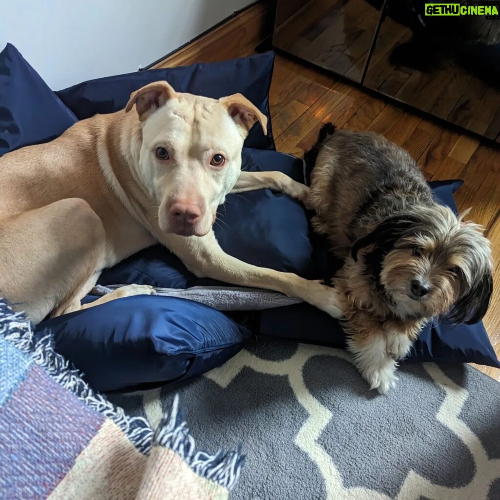 Adrienne C. Moore Instagram - Look who's loving their new travel bed from @perrouno.official. although it was meant for @mowgli.and.lola, big boy @loddy.doddy couldn't resist getting into it as well. HE LOVES IT! I guess we'll have to get him his own now! Can't wait to take this puppy out on the road. Thanks @perrouno.official