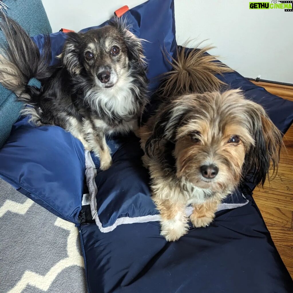 Adrienne C. Moore Instagram - Look who's loving their new travel bed from @perrouno.official. although it was meant for @mowgli.and.lola, big boy @loddy.doddy couldn't resist getting into it as well. HE LOVES IT! I guess we'll have to get him his own now! Can't wait to take this puppy out on the road. Thanks @perrouno.official