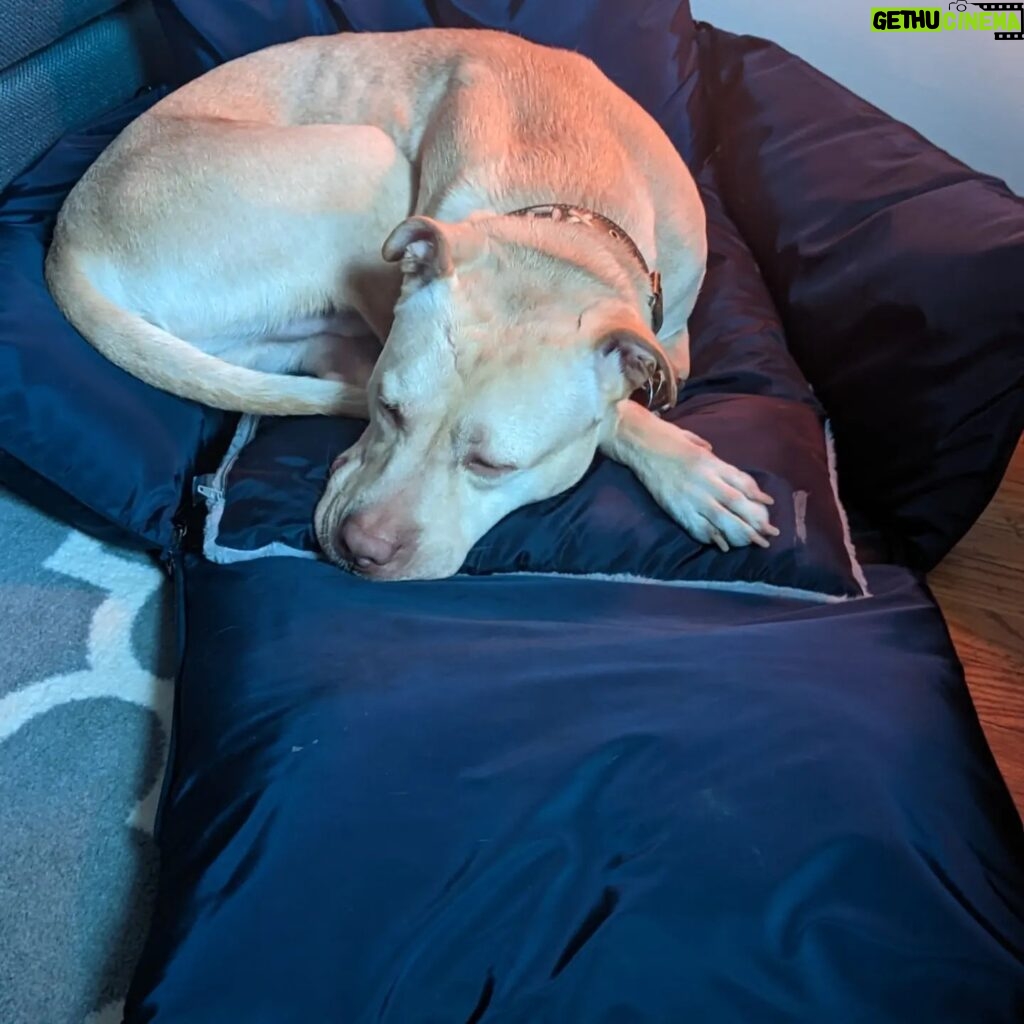 Adrienne C. Moore Instagram - Look who's loving their new travel bed from @perrouno.official. although it was meant for @mowgli.and.lola, big boy @loddy.doddy couldn't resist getting into it as well. HE LOVES IT! I guess we'll have to get him his own now! Can't wait to take this puppy out on the road. Thanks @perrouno.official