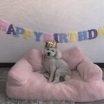 Ai Yoshikawa Instagram - ☺︎ Happy 6th Birthday🎂🤍