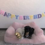 Ai Yoshikawa Instagram - ☺︎ Happy 6th Birthday🎂🤍