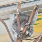 Airi Suzuki Instagram - ✴︎🇦🇺🐨🫶 ほんの一部。 GIPPSLANDのヨーグルトが本当に忘れられない。 毎朝抱えて食べたい😢🫶