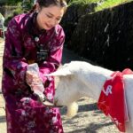 Airi Taira Instagram - 今夜7:25テレビ東京 「ヤギと大悟」📺 7年振りのロケ✨ 5ヶ月赤ちゃんと初めて数時間離れることになるけど大丈夫かな〜と、実家から子守りに来てくれた母に託してロケへ飛び込んでみた✨ ヤギさんと大悟さんとひたすらお散歩✨ ただただ楽しくてあっという間のロケでヤギさんから人間と変わらないココロの喜怒哀楽を学んだ🥹 7年振りのロケで「私らしく」居させてもらえたことが何より楽しくて大悟さんに感謝デス🙏 西野さんにもお会いできて嬉しかった🥰 ありがとうございました🙏 #ヤギと大悟#ありのままのロケ#自由気ままに#楽しかった#授乳中だから#ロケが心配だったけど#やっぱり#ロケは楽しい#地方大好き#ありがとうございました