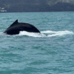 Alba Carrillo Instagram - Avistamiento de ballenas jorobadas en #Samaná🐋🌴😎Entre 1.500 y 2.000 ejemplares de ballena jorobada visitan las aguas de la Bahía de Samaná y Banco de la Plata cada año. Y, hoy, nosotros hemos podido disfrutarlas en su hábitat natural. Regalazo de la naturaleza 🙏🏻🎁🐳 #Soltour #ViajamosContigo #gift #VerdadVerdadera @soltouroficial