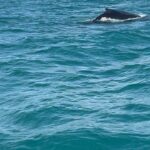 Alba Carrillo Instagram - Avistamiento de ballenas jorobadas en #Samaná🐋🌴😎Entre 1.500 y 2.000 ejemplares de ballena jorobada visitan las aguas de la Bahía de Samaná y Banco de la Plata cada año. Y, hoy, nosotros hemos podido disfrutarlas en su hábitat natural. Regalazo de la naturaleza 🙏🏻🎁🐳 #Soltour #ViajamosContigo #gift #VerdadVerdadera @soltouroficial