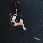 Alex Lange Instagram - i like small dogs and cool pictures